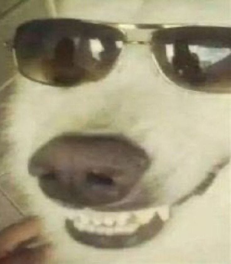 Good boy
